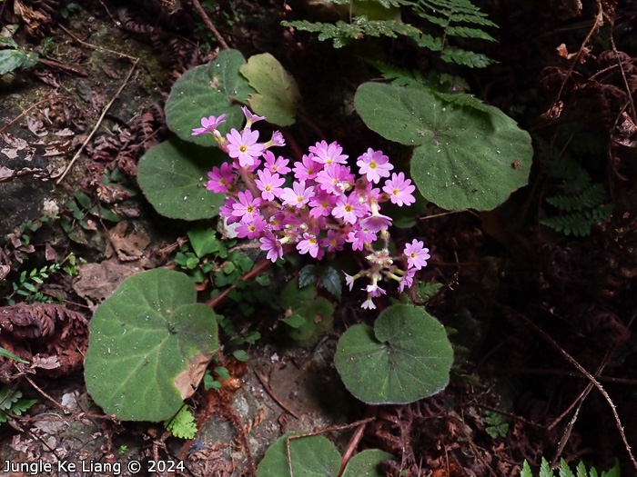 <i>Primula tsiangii </i>