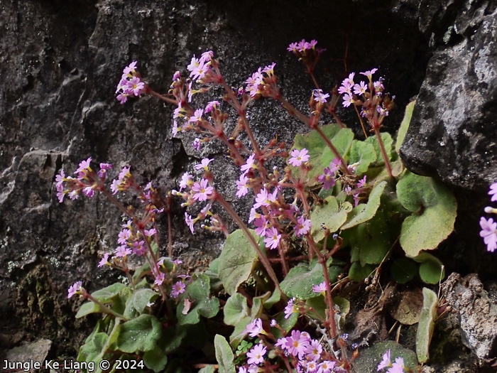 <i>Primula tsiangii </i>