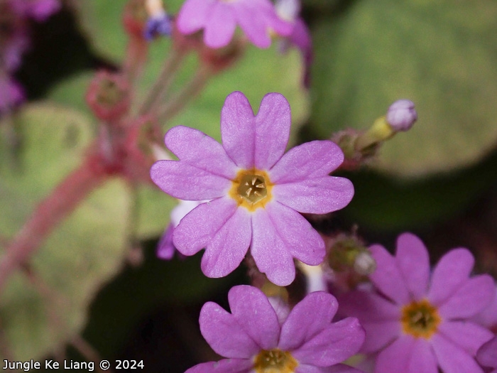 <i>Primula tsiangii </i>