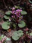 <i>Primula tsiangii </i>