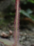 <i>Primula tsiangii </i>