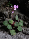 <i>Primula tsiangii </i>