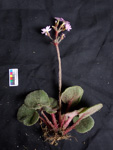 <i>Primula tsiangii </i>