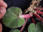 <i>Primula tsiangii </i>