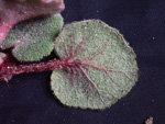 <i>Primula tsiangii </i>