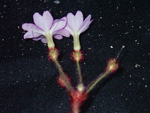 <i>Primula tsiangii </i>