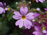 <i>Primula tsiangii </i>