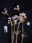 <i>Primula tsiangii </i>