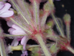 <i>Primula tsiangii </i>