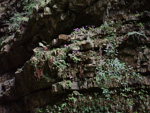 <i>Primula tsiangii </i>
