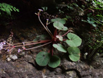 <i>Primula tsiangii </i>