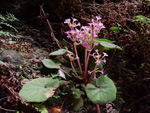 <i>Primula tsiangii </i>