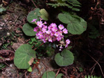 <i>Primula tsiangii </i>