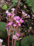 <i>Primula tsiangii </i>