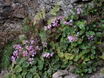 <i>Primula tsiangii </i>