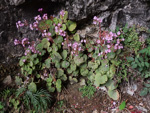 <i>Primula tsiangii </i>