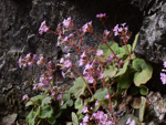 <i>Primula tsiangii </i>