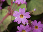 <i>Primula tsiangii </i>