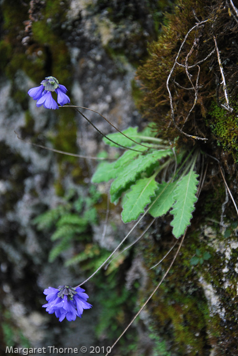 <i>Primula umbratilis </i>