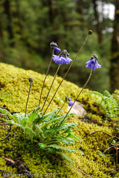 <i>Primula umbratilis </i>