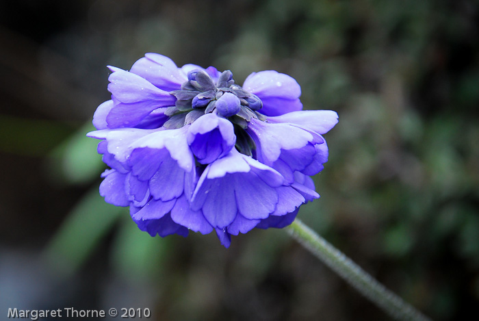 <i>Primula umbratilis </i>