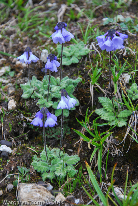 <i>Primula umbratilis </i>