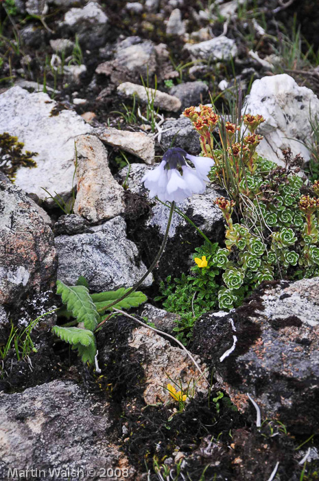 <i>Primula umbratilis var. alba </i>