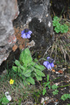 <i>Primula umbratilis </i>