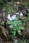 <i>Primula umbratilis var. alba </i>