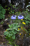 <i>Primula umbratilis </i>