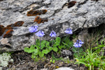 <i>Primula umbratilis </i>