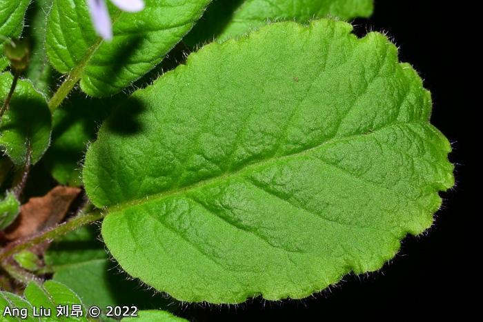 <i>Primula undulifolia </i>