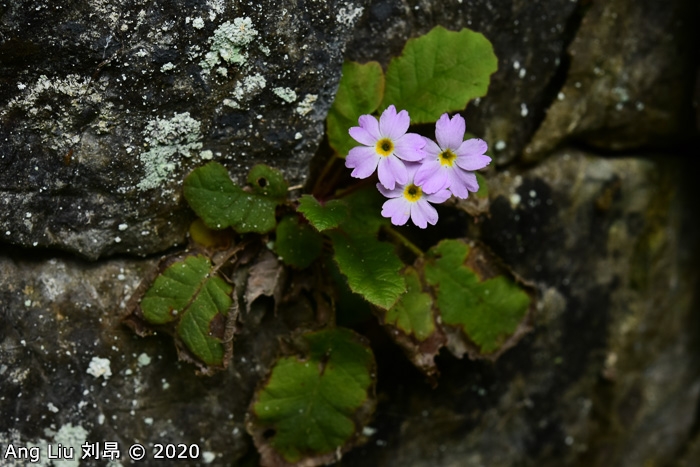 <i>Primula undulifolia </i>