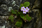 <i>Primula undulifolia </i>