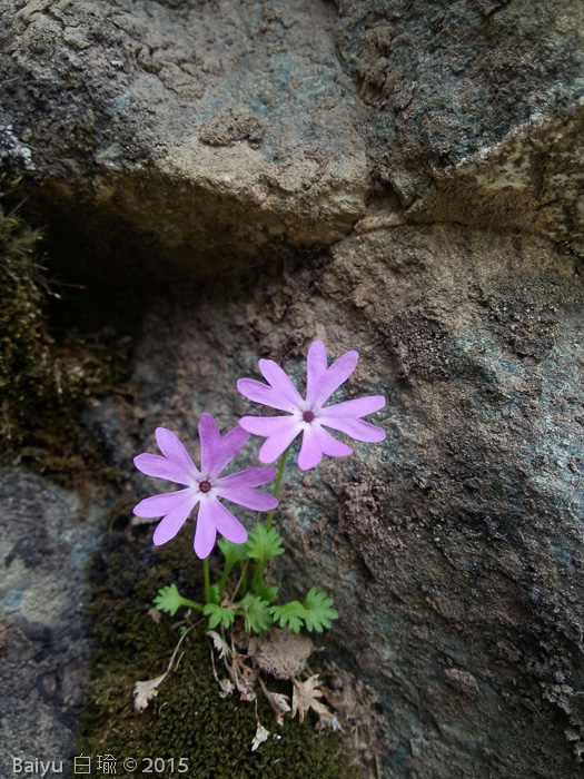 <i>Primula urticifolia </i>