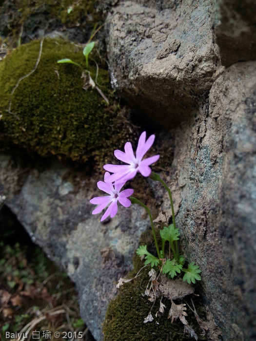 <i>Primula urticifolia </i>