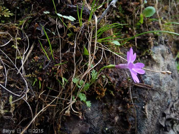 <i>Primula urticifolia </i>