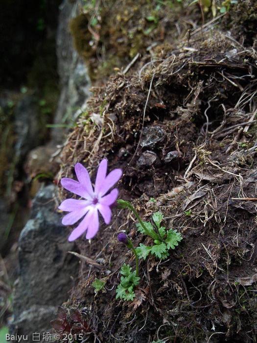 <i>Primula urticifolia </i>