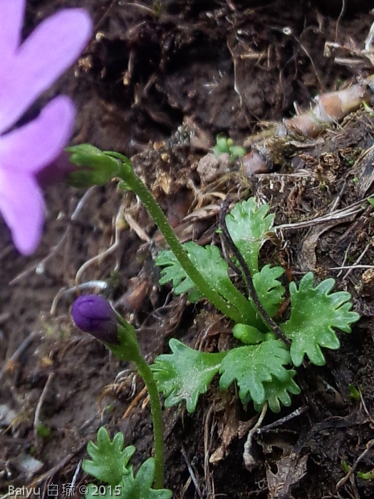 <i>Primula urticifolia </i>