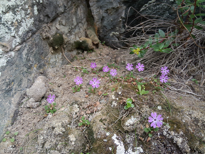 <i>Primula urticifolia </i>