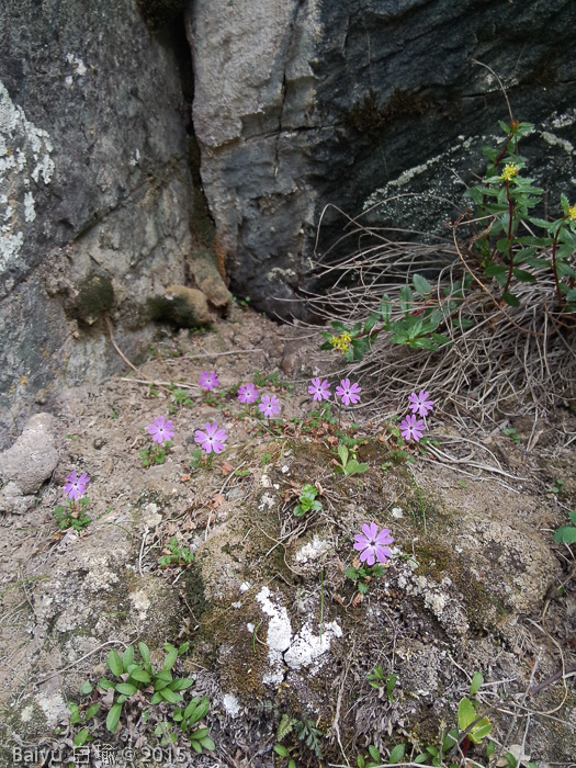 <i>Primula urticifolia </i>