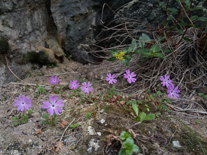 <i>Primula urticifolia </i>