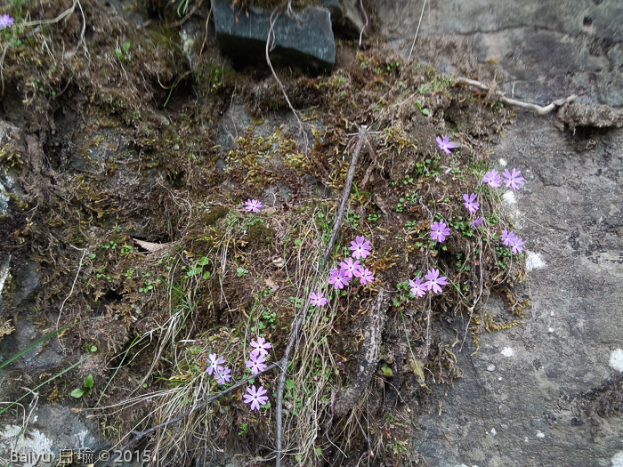 <i>Primula urticifolia </i>