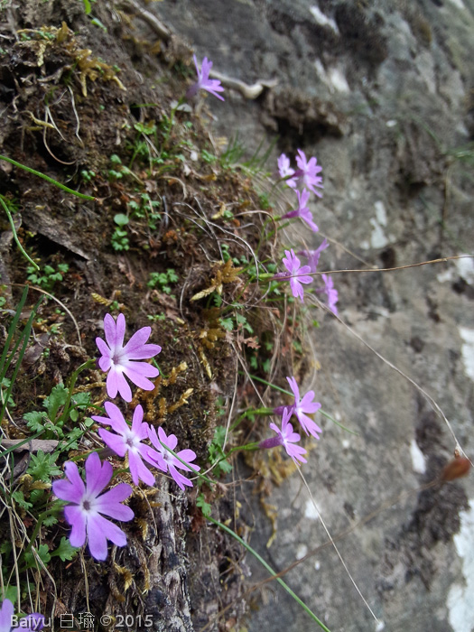 <i>Primula urticifolia </i>