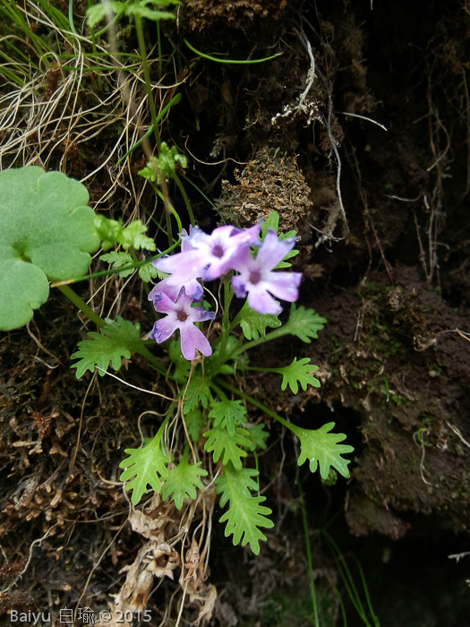 <i>Primula urticifolia </i>