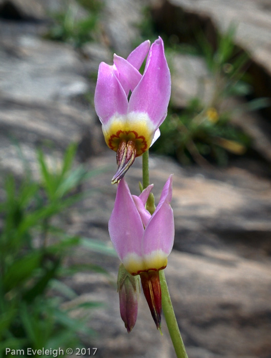 <i>Primula utahensis </i>