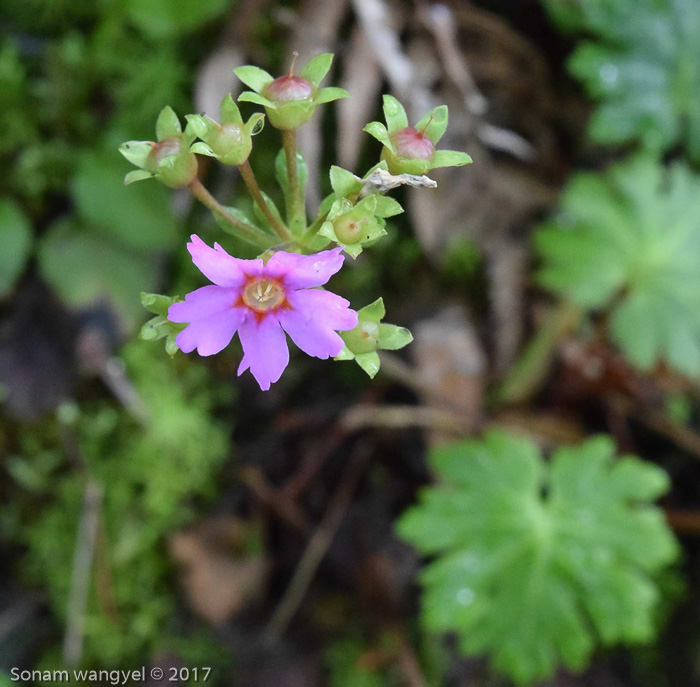 <i>Primula vaginata </i>