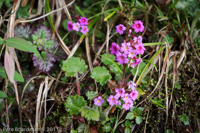 <i>Primula vaginata </i>