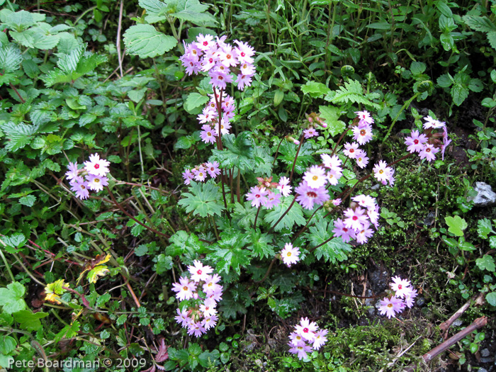 <i>Primula vaginata </i>