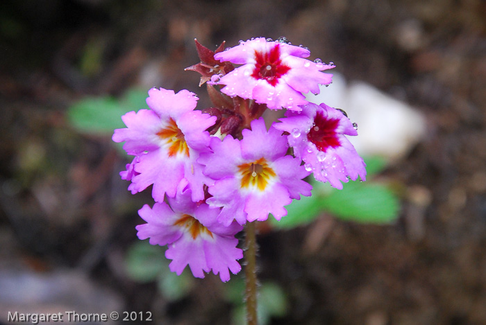 <i>Primula vaginata </i>